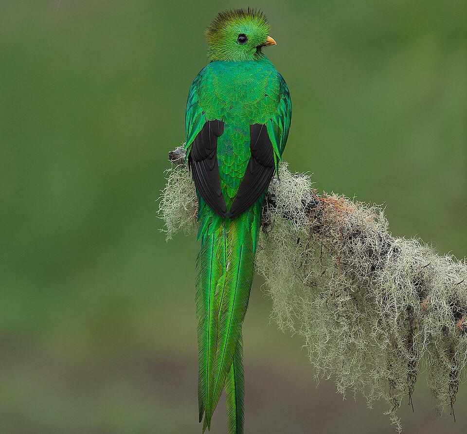 Quetzal